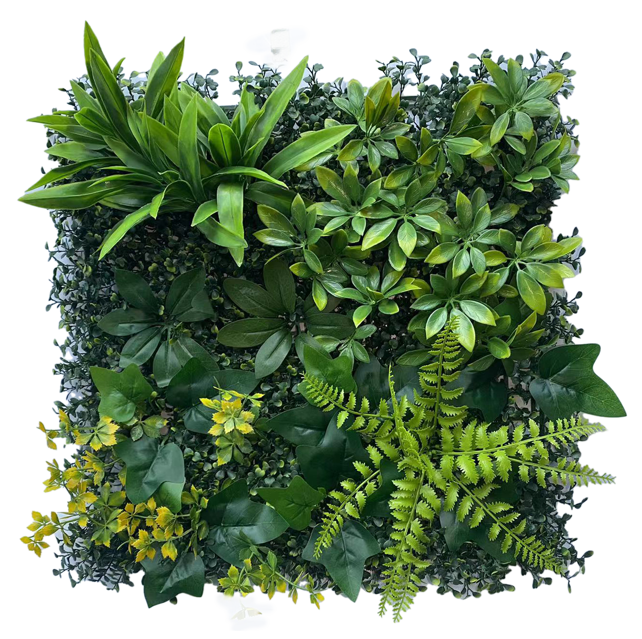Muro Verde Helecho Botanic
