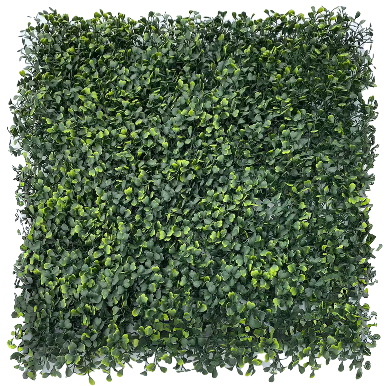 Muro Verde Helecho Hoja Moneda
