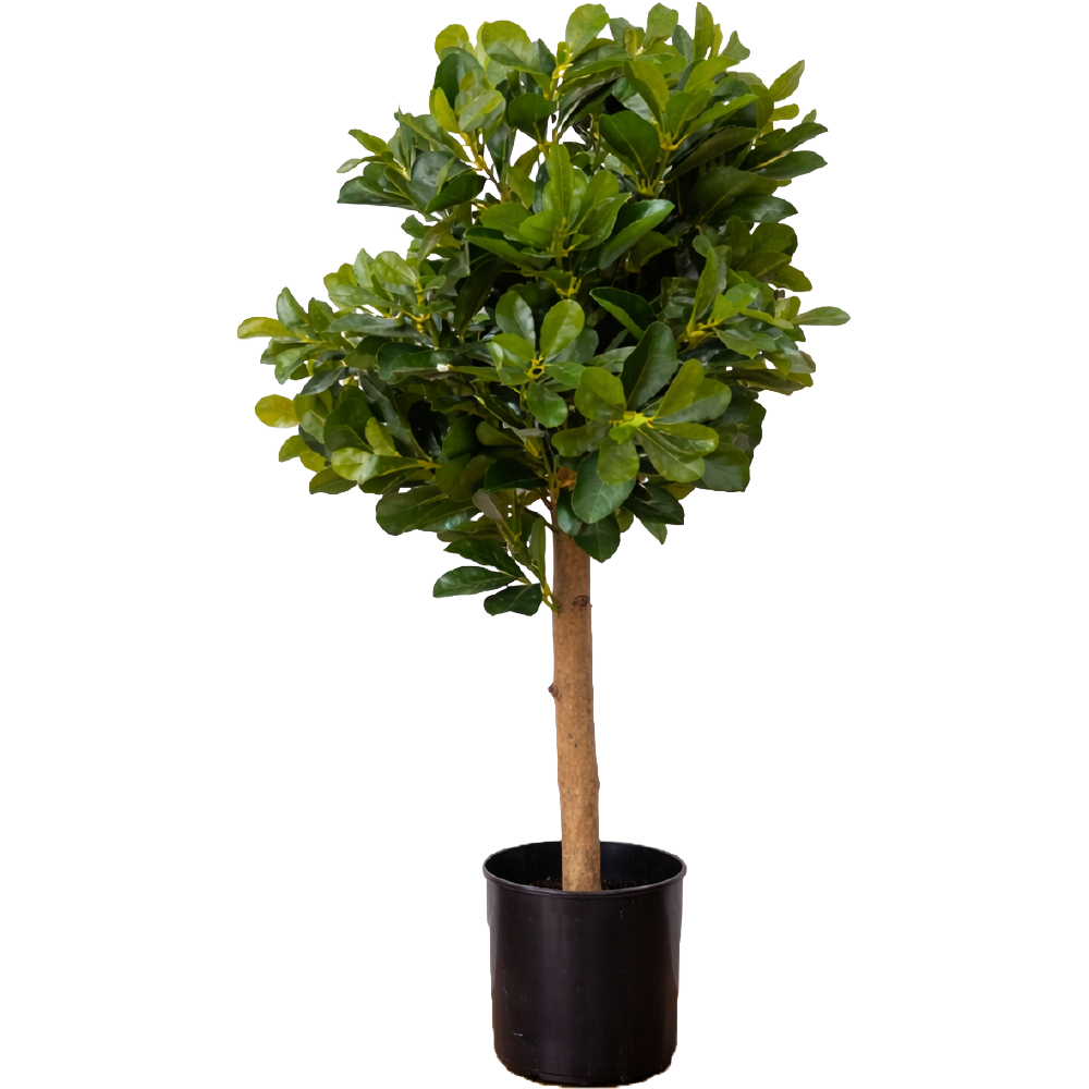 Planta Sintética Panda Ficus 75 cm