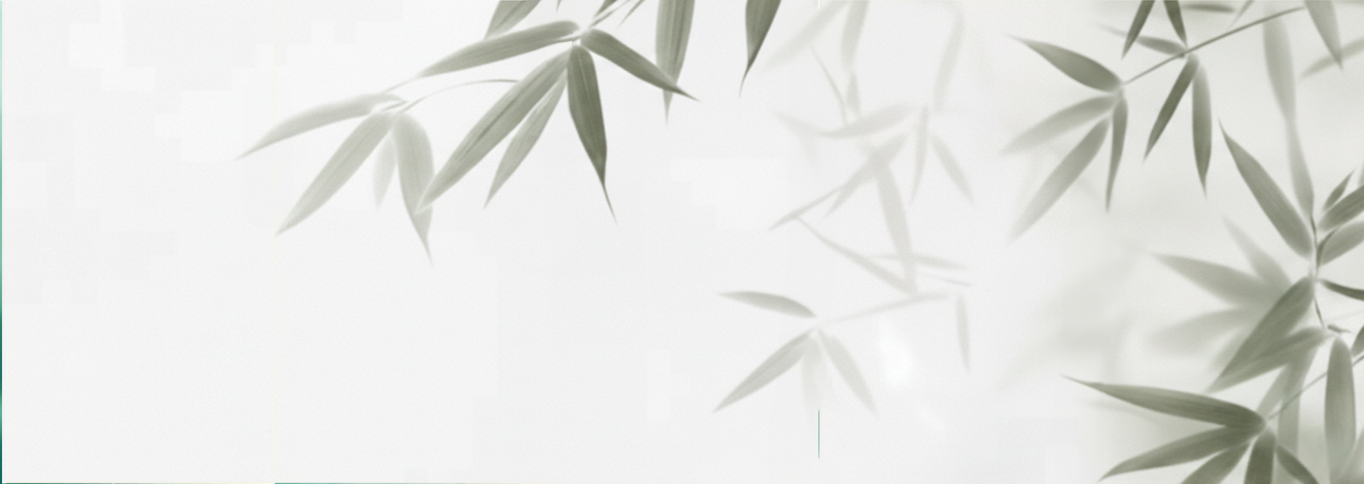5 piezas Placa Ice Bamboo Bambusa - Hoja 120x240