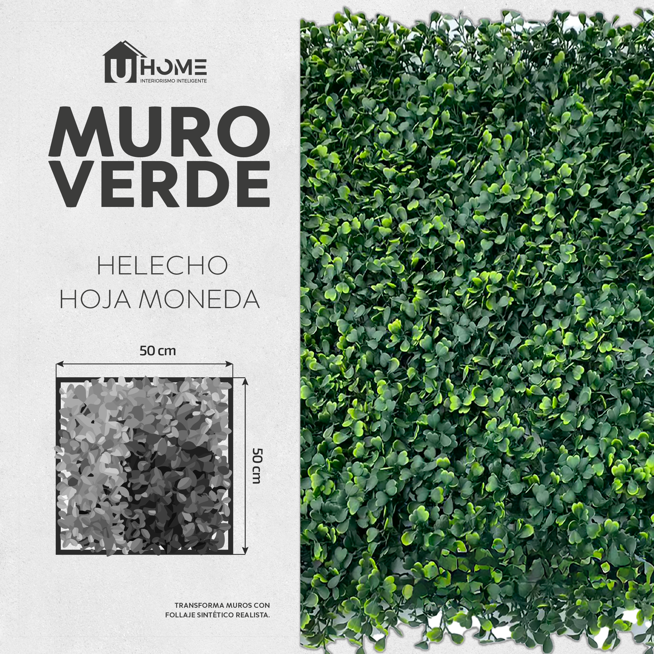 Muro Verde Helecho Hoja Moneda
