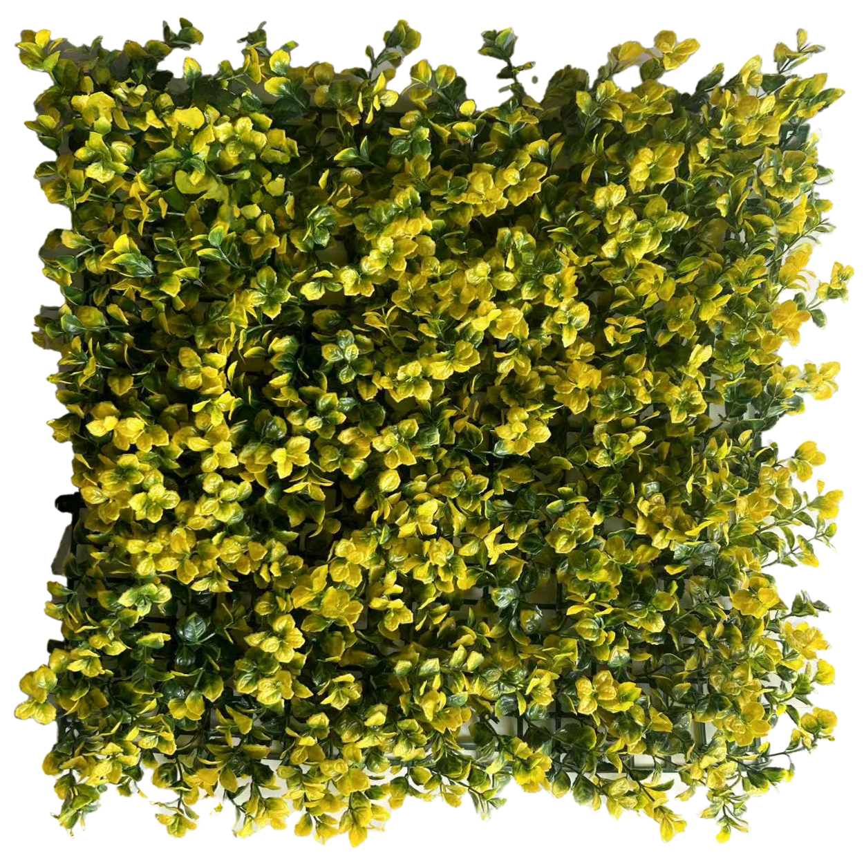 Muro Verde Helecho Arrayán Amarillo