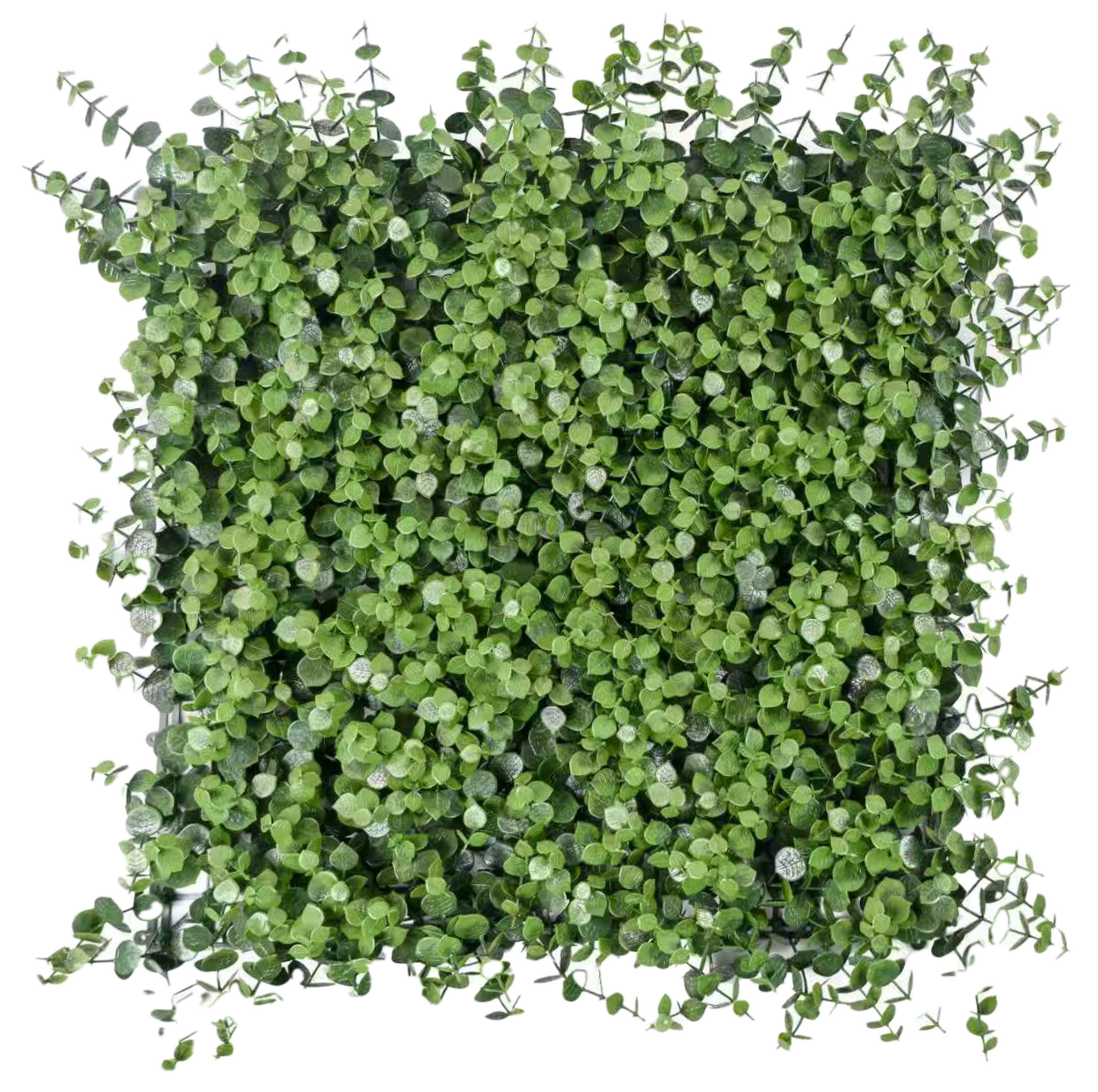 Muro Verde Helecho Lavanda