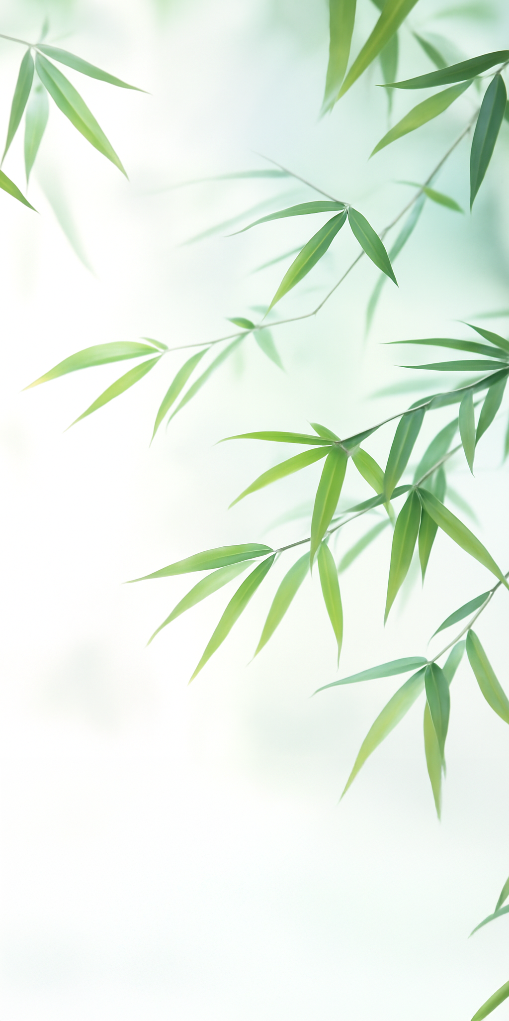Placa Ice Bamboo Guadua - Hoja 120x240
