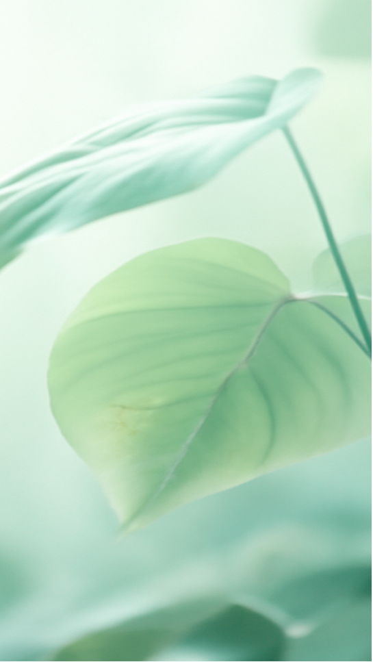 5pzas Placa Ice Hoja de Anthurium - Hoja 120x240